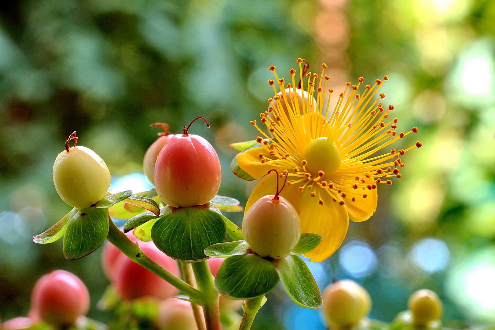 Hypericum Miracle