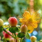 Hypericum Miracle