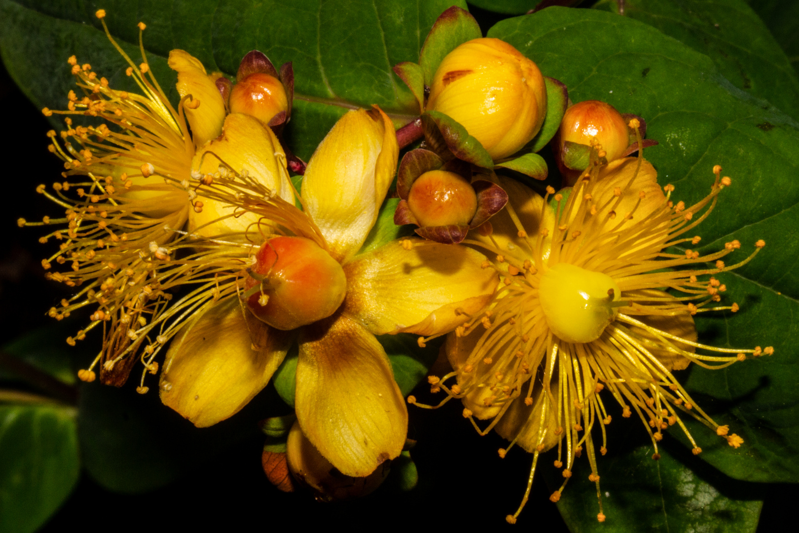 Hypericum perforatum