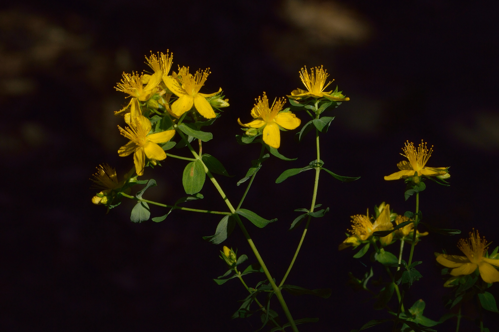 Hypericum perforatum, Echtes Johanniskraut