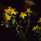 Hypericum perforatum, Echtes Johanniskraut