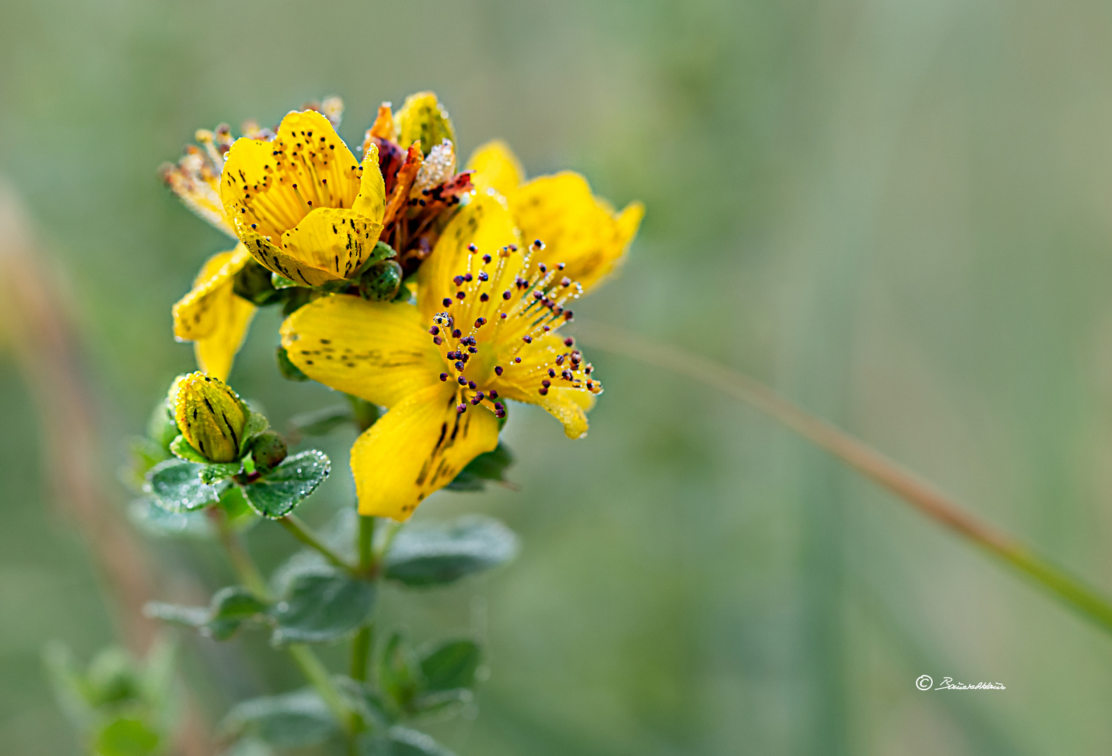 Hypericum perforatum_TrivialnamenJohanniskraut, Tüpfel-Hartheu