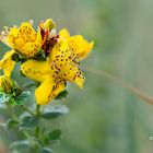 Hypericum perforatum_TrivialnamenJohanniskraut, Tüpfel-Hartheu