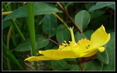 Hypericum2