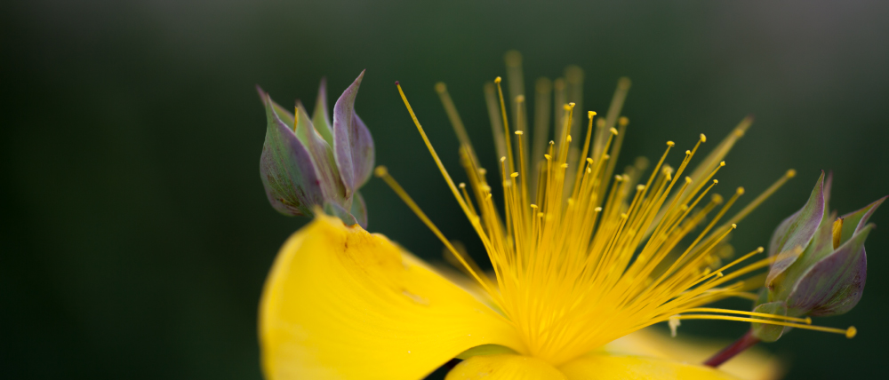 Hyperikum Blüte -