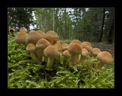 Hypholoma