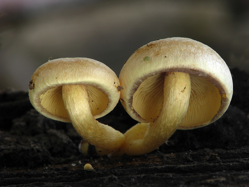 Hypholoma capnoides