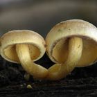 Hypholoma capnoides