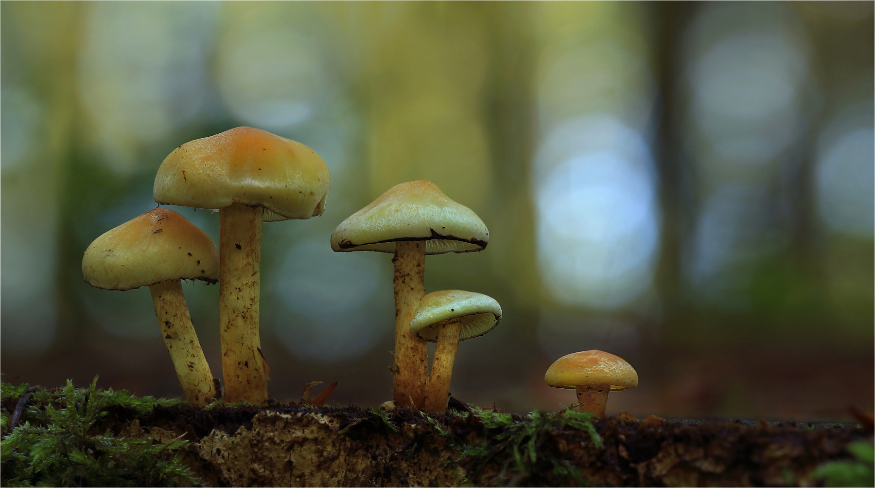 Hypholoma fasciculare Foto & Bild wald, natur, bokeh Bilder auf