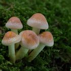 Hypholoma fasciculare