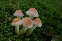 Hypholoma fasciculare