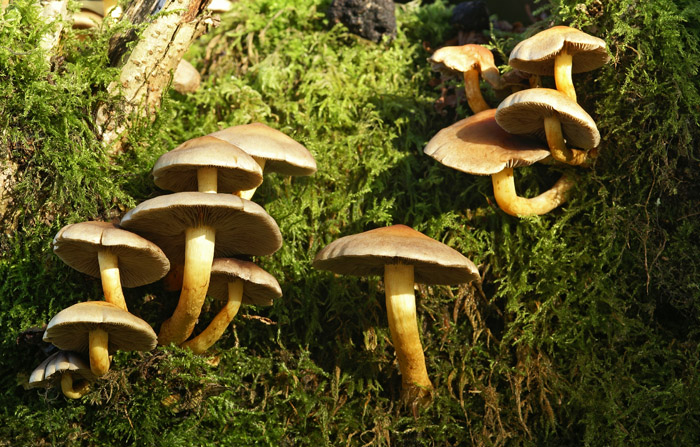 Hypholoma fascisculare