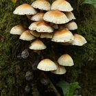 Hypholoma