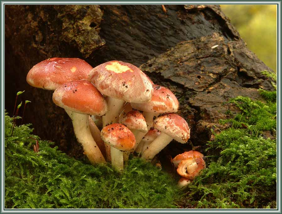 Hypholoma lateritium, Ziegelroter Schwefelkopf