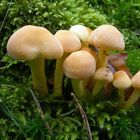 Hypholoma (Psilocybe) fasciculare - Sulphur Tuft