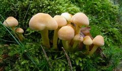 Hypholoma (Psilocybe) fasciculare - Sulphur Tuft