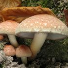 Hypholoma sublateritium - strapcovka tehlovocervena