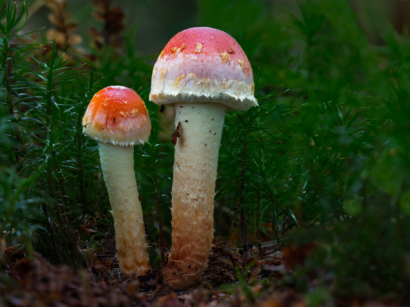 Hypholoma sublateritium (Ziegelroter Schwefelkopf)