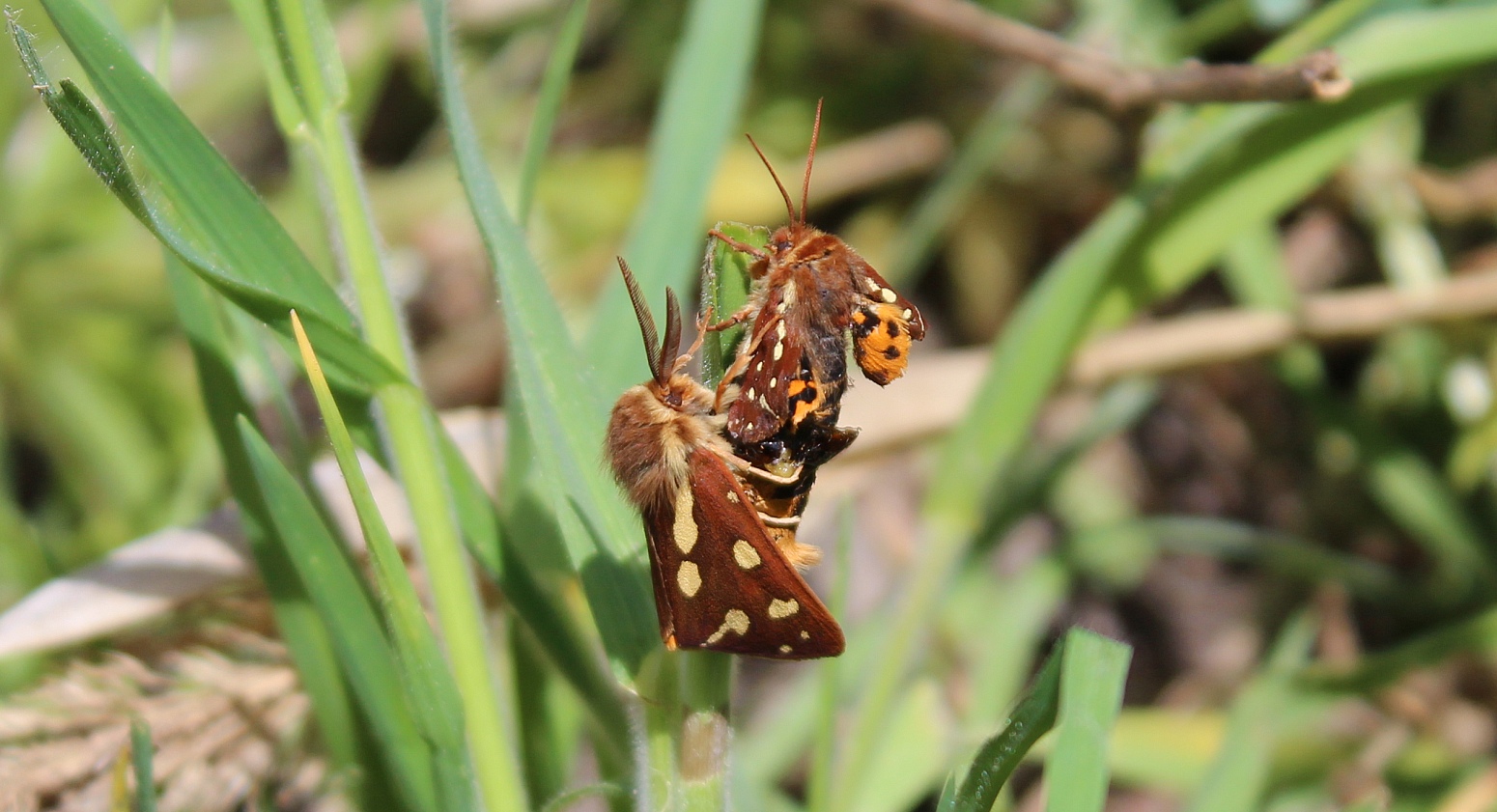 Hyphoraia aulica - Hofdame