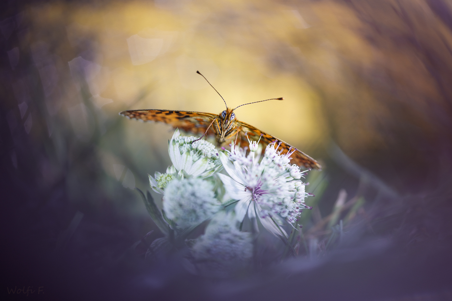 Hypnose Foto & Bild fotos, canon, makro Bilder auf