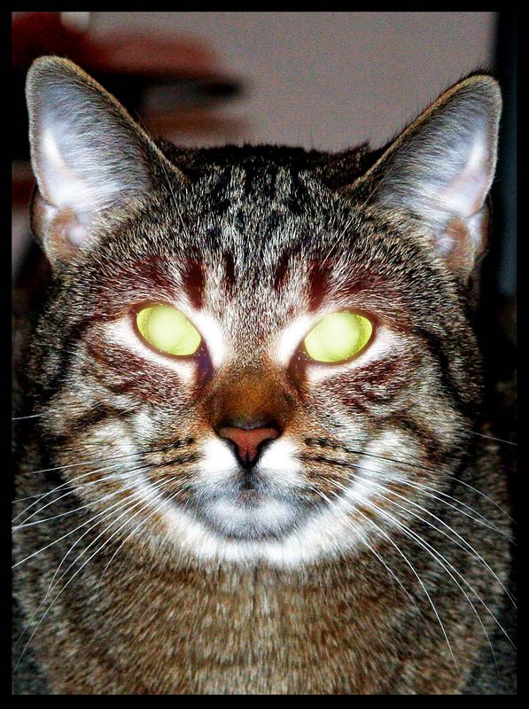 Hypnose Cat