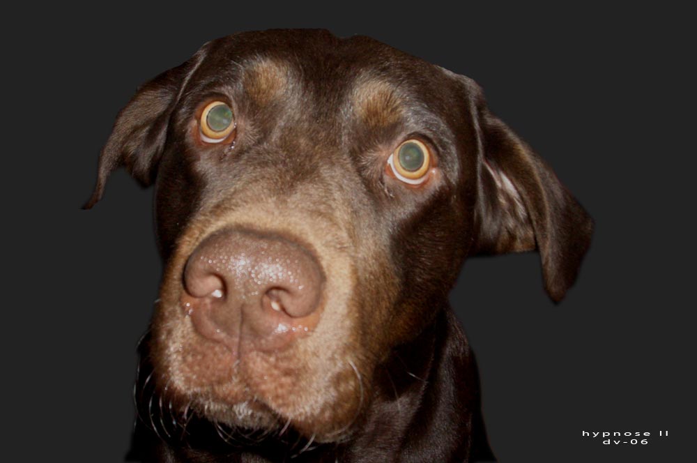 Flirten tiere