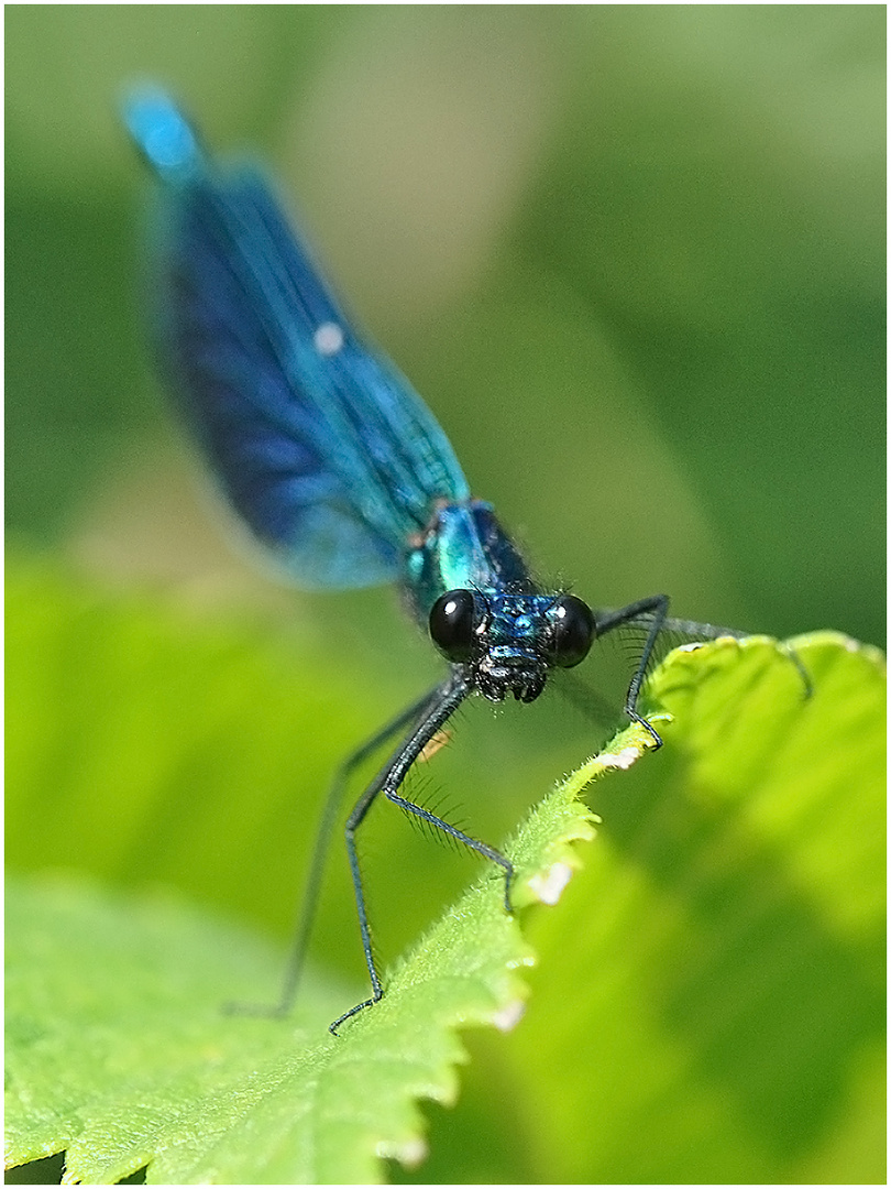 Hypnose III - Gebänderte Prachtlibelle (Calopteryx splendens) - männlich