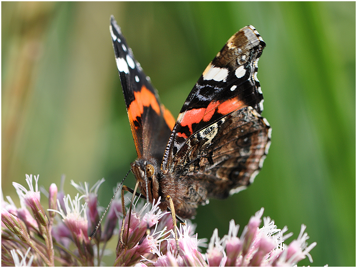 Hypnose IV - Admiral (Vanessa atalanta, syn. Pyrameis atalanta)