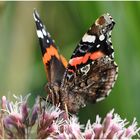 Hypnose IV - Admiral (Vanessa atalanta, syn. Pyrameis atalanta)