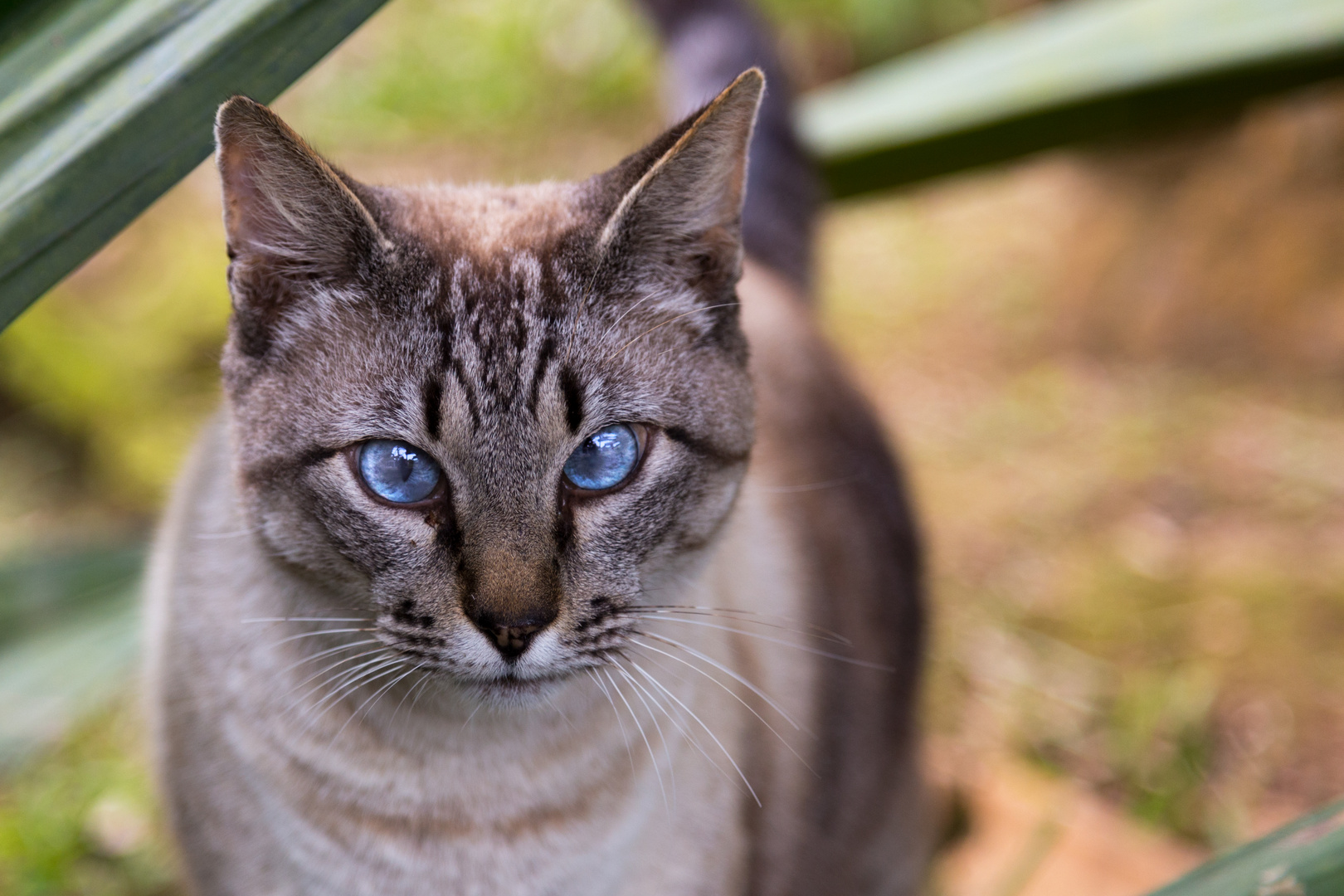 Hypnotic Cat