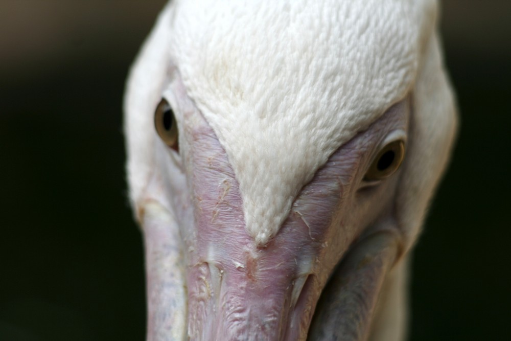 Hypnotischer Blick