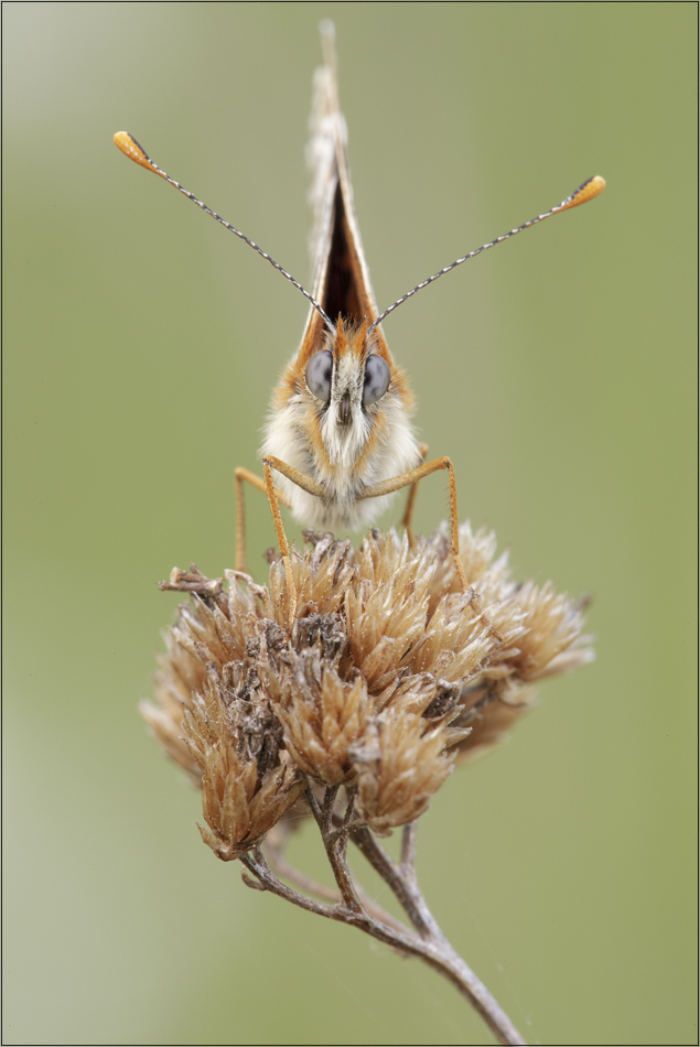 hypnotischer Blick