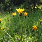 Hypochaeris radicata - das "Gewöhnliche Ferkelkraut"