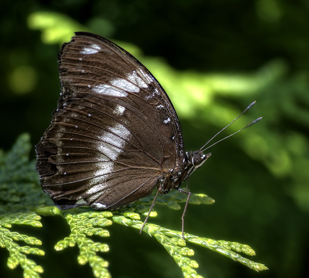 Hypolimnas bolina