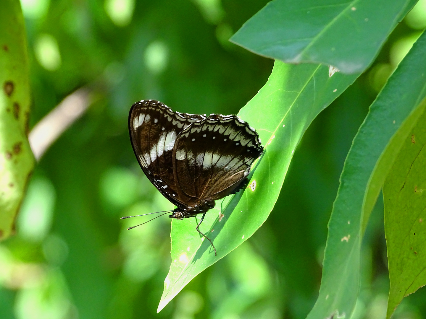 Hypolimnas bolina