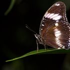 Hypolimnas bolina Deutscher Name: Eierfliege