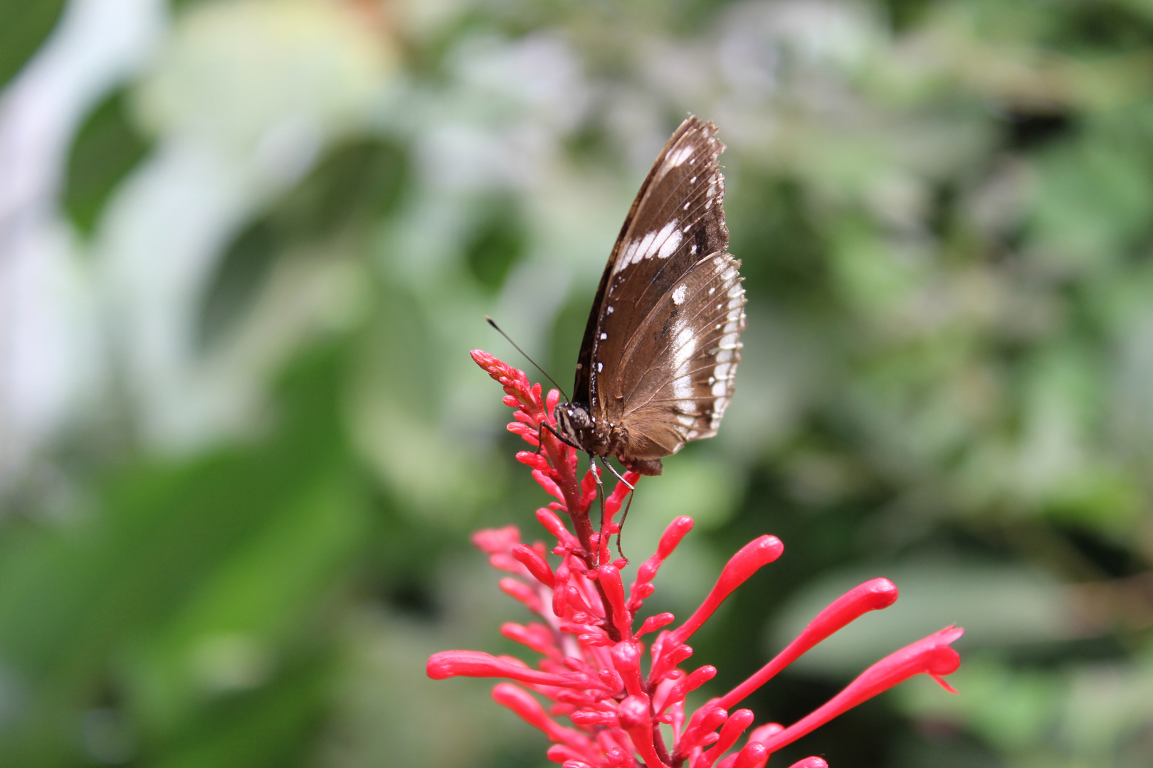 Hypolimnas bolina, Grosse Eierfliege