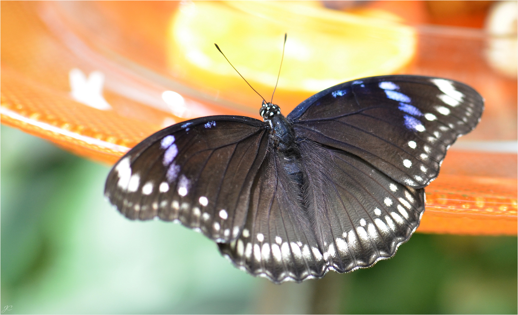 Hypolimnas bolina jacintha