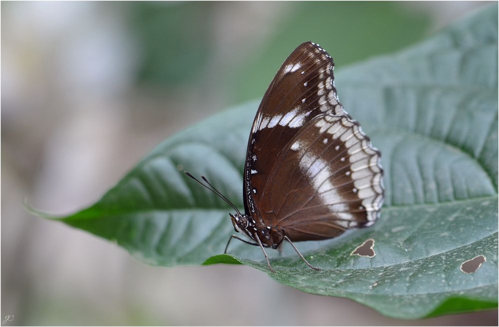 Hypolimnas bolina jacintha