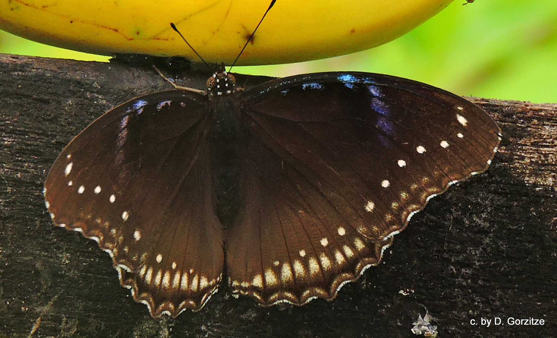 Hypolimnas bolina, Weibchen-der blaue Mondschmetterling