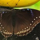 Hypolimnas bolina, Weibchen-der blaue Mondschmetterling