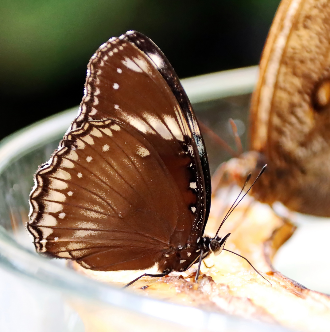 Hypolimnas bolina,Große Eierfliege