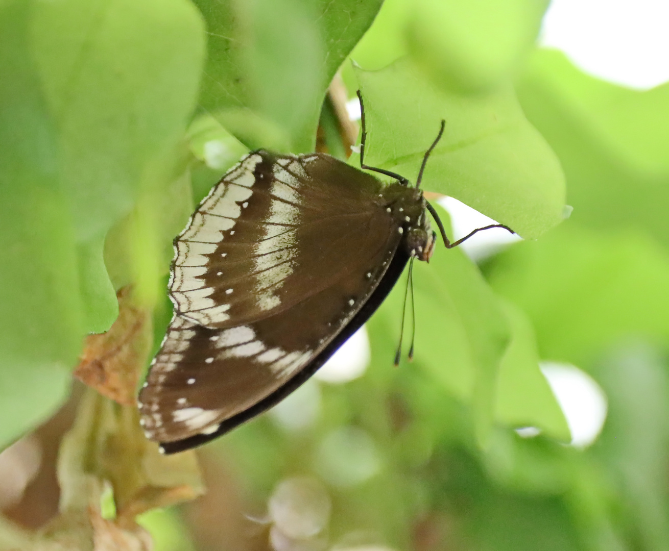 Hypolimnas bolina,Große Eierfliege,Great Eggfly