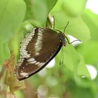 Hypolimnas bolina,Große Eierfliege,Great Eggfly