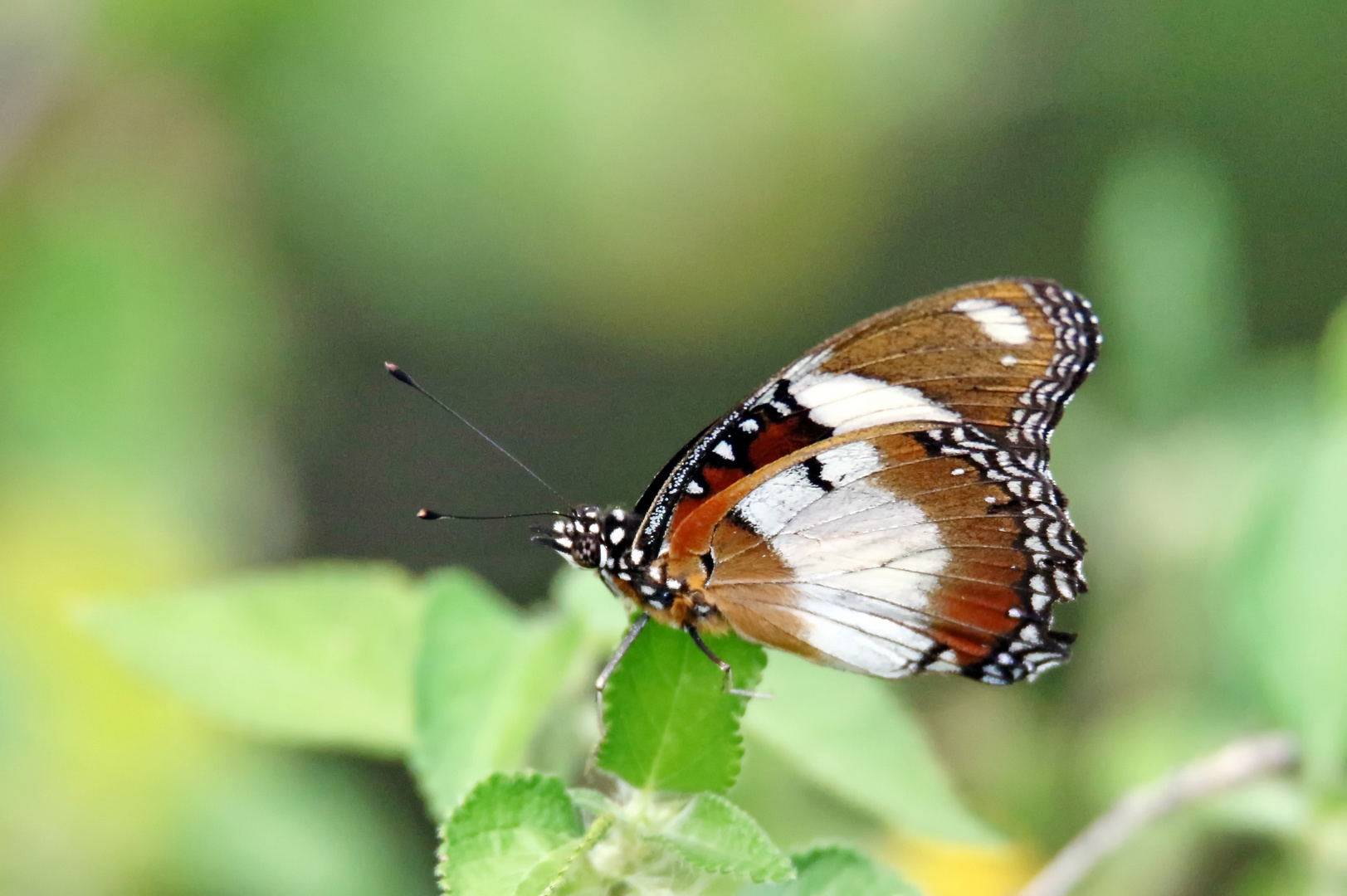  Hypolimnas misippus, „Mimic“, Männchen