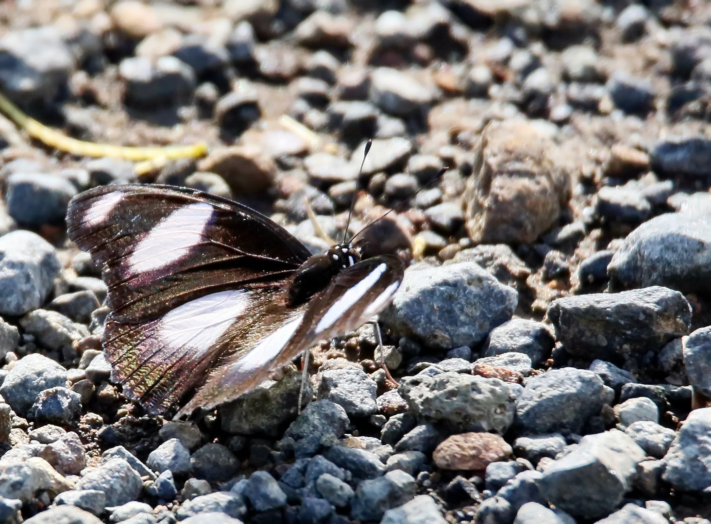 Hypolimnas misippus, „Mimic“, Männchen