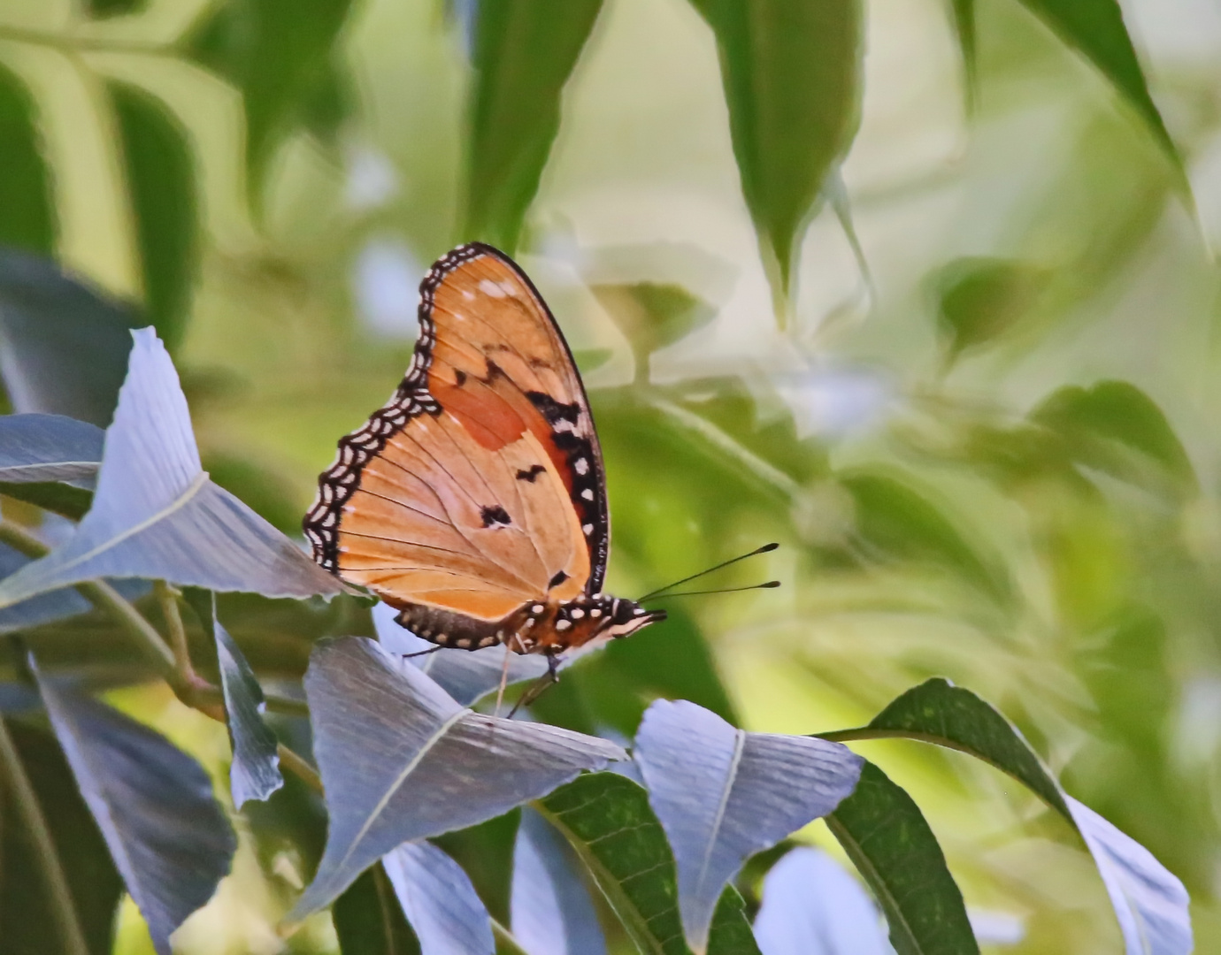 Hypolimnas misippus,Weibchen