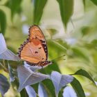 Hypolimnas misippus,Weibchen