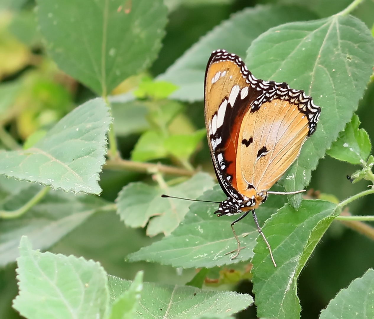 Hypolimnas misippus,Weibchen