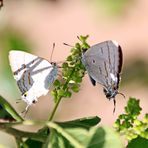 Hypolycaena philippus